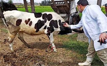 "بيطري كفر الشيخ": نستهدف تحصين 157.6 ألف رأس ماشية ضد الجلد العقدي وجدري الأغنام
