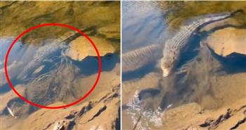فيديو.. صياد حاول إهانة تمساح ضخم فتلقى جزاء لم يتخيله أبدًا
