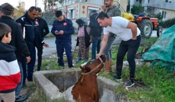 شاهد: طوارئ في مدينة تركية لإخراج بقرة سقطت في حفرة صرف