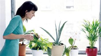 تعرفي على أفضل النباتات المنزلية لتنقية الهواء...أبرزها البامبو وزنبق السلام