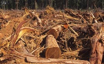ارتفاع وتيرة إزالة الغابات في منطقة الأمازون بنسبة 150٪ في ديسمبر