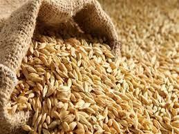"تموين كفر الشيخ": توريد أكثر من 39 ألف طن أرز شعير حتى الآن