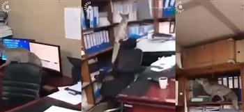 ثعلب يقتحم مكاتب وزارة عراقية.. وهذا رد فعل الموظفين (فيديو)