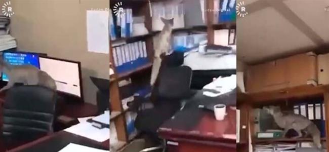 ثعلب يقتحم مكاتب وزارة عراقية.. وهذا رد فعل الموظفين (فيديو)