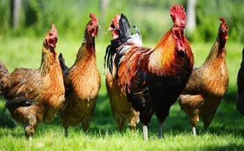 اليابان تذبح 930 ألف دجاجة اليوم بسبب إنفلونزا الطيور
