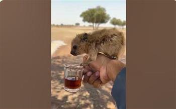 صغار حيوانات الوبر الصخري تتسابق لشرب الشاي (فيديو) 