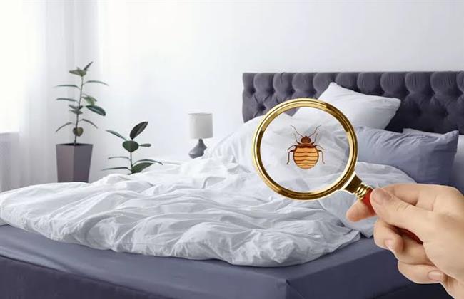 ماذا تعرف عن بق الفراش؟