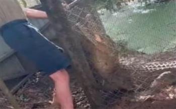 فيديو.. تمساح يهاجم حارس محمية بشكل مرعب أثناء جلسة طعام