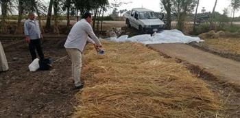 «الإرشاد الزراعي»: منظومة تدوير قش الأرز نجحت في تجميع مليون و703 آلاف طن