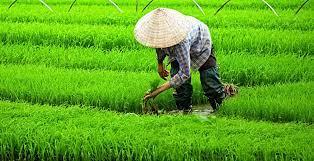 بالابتكار وتكامل سلسلة الصناعة.. الشركات الزراعية الصينية تتعهد بضمان أمن الحبوب 