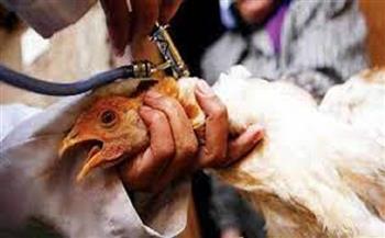 فرنسا تبدأ حملة تطعيم ضد إنفلونزا الطيور