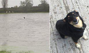 كلبة صغيرة تنقذ 3 نعاج محاصرة من إعصار العاصفة بابيت 