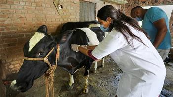 ارتفاع حالات الإصابة بمرض الجلد العقدي في الأبقار فى كوريا الجنوبية لـ27 حالة 