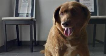 «عنده 31 سنة».. وفاة «بوبي» أكبر كلب سنا في العالم