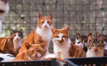 ناشطون ينقذون 1000 قطة قبل ذبحها وبيع لحومها في الصين