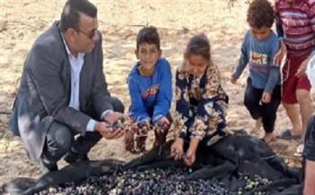 رئيس قطاع استصلاح الأراضي: حصاد الزيتون في 6 آلاف فدان بمنطقة شرق القناة
