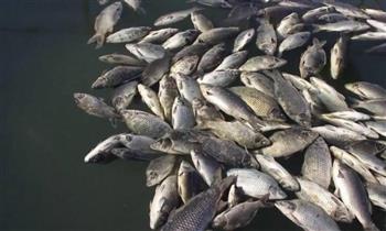 الحكومة توضح حقيقة تداول أسماك نافقة في الأسواق بسبب زبد البحر