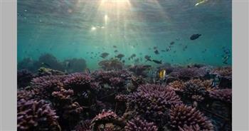 تعهدات دولية بتمويل جهود حماية الشعاب المرجانية بـ 12 مليار دولار