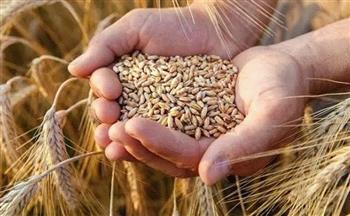 "زراعة الوادي الجديد": توفير تقاوى القمح ذات المواصفات الجيدة والإنتاجية المرتفعة