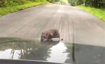 وجهًا لوجه مع فأر.. سائق يتلقى صدمة عمره أثناء قيادة سيارته| فيديو