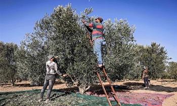 القائم بأعمال محافظ نابلس: شكلنا لجان حراسة للمزارعين خلال موسم حصاد الزيتون