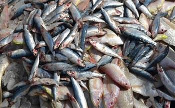 ضبط 2 طن أسماك مملحة غير صالحة للاستخدام الأدمي بكفر الشيخ