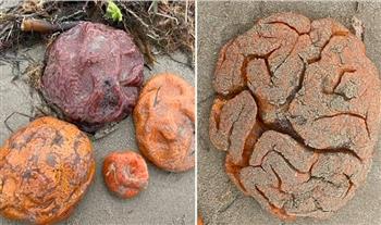 هياكل شبيهة بالدماغ البشرية.. أجسام غريبة تظهر على الشاطئ في أستراليا