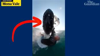 حوت أحدب يختطف راكب أمواج ويسحبه 30 قدمًا تحت الماء (فيديو)