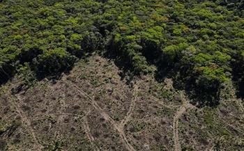 تراجع حاد في نسبة إزالة الغابات في منطقة الأمازون منذ عودة لولا داسيلفا إلى السلطة