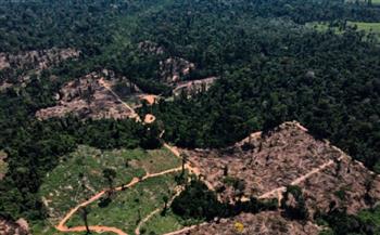 تباطؤ إزالة الغابات في "الأمازون" في البرازيل للمرة الأولى