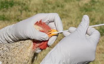 الحكومة تكشف حقيقة ظهور حالات بشرية مصابة بسلالة جديدة بأنفلونزا الطيور