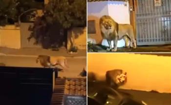 حبس المواطنين في منازلهم.. أسد يهرب من السيرك ويتجول بشوارع إيطاليا (فيديو)