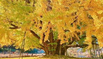 عمرها 860 عامًا.. معلومات عن شجرة الجنكة في كوريا الجنوبية