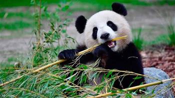 الولايات المتحدة ترحب بإعادة الصين دببة الباندا لحدائق حيواناتها 