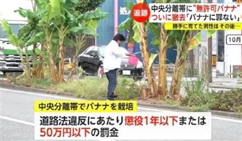 فيديو.. السجن يطارد مواطن ياباني بعد زراعة الموز في الشارع العام 