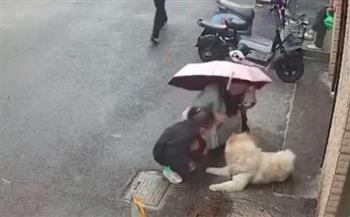 فيديو.. سيدة حاولت مداعبة كلب في الشارع فتلقت مصيرًا مؤلمًا