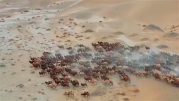 فيديو.. لقطات مبهرة لهجرة الإبل من صحراء الصين لمراعي منغوليا الشتوية 