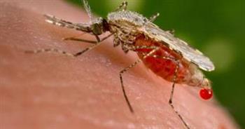 اكتشاف علمي جديد |  الصابون يكافح البعوض الحامل للملاريا