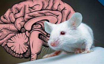 لفهم إشارات الدماغ.. أداة جديدة لقراءة عقل الفأر من وجهه