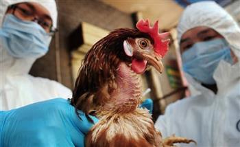 اليابان ترصد إصابات جديدة بإنفلونزا الطيور