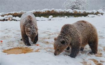 مشهد لن تراه كثيرًا.. أسد يلعب مع الدببة وسط الثلوج في كوسوفو