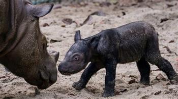 ولادة وحيد قرن سومطري شبه منقرض في إندونيسيا