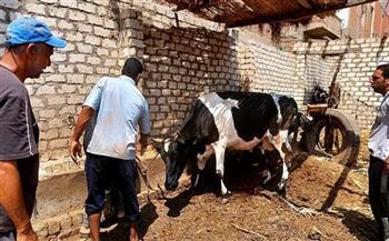 تحصين أكثر من 28 ألف رأس ماشية ضد الأمراض الوبائية في بني سويف 