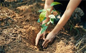 الحكومة: 77.1%من المواطنين يؤيدون فكرة زراعة الأشجار المثمرة في الشوارع بدلاً من الزينة