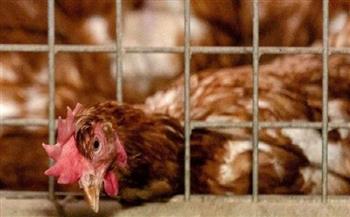 فرنسا ترصد أنفلونزا الطيور في مزرعة ديوك رومية