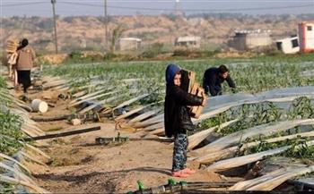 «المركزي للإحصاء» بفلسطين: مليوني دولار خسائر يومية في الإنتاج الزراعي بغزة بسبب العدوان