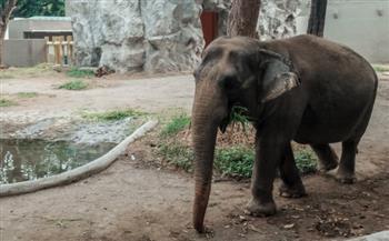بعد عقود من الحبس والتعذيب.. نفوق الفيلة الوحيدة في الفلبين داخل قفصها