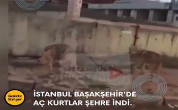 فيديو.. ذئاب جائعة تتجول في شوارع إسطنبول وتثير ذعر المواطنين