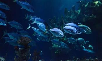 علوم البحار يكشف تأثير التغيرات المناخية على هجرة الأسماك