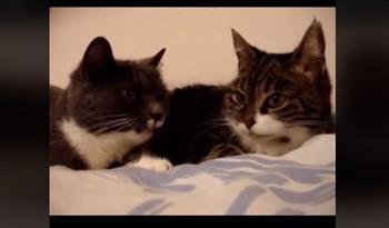 كسر حاجز الـ100 مليون مشاهدة.. فيديو لثنائي من القطط يتحدثان يثير جدلًا واسعًا 